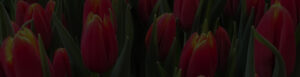 buy tulip flowerbulbs