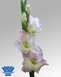 gladiol-flowerbulbs