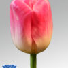 tulip piet sijm flowerbulbs