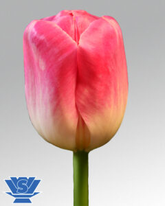 tulip piet sijm flowerbulbs