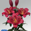 belgraia-lilium-flowerbulbs
