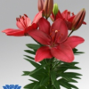 pot-lily-buzzer-flowerbulbs