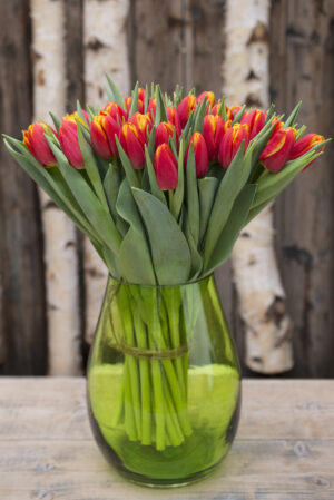 Tulipan (leczone 5°C)