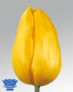 tulip strong gold