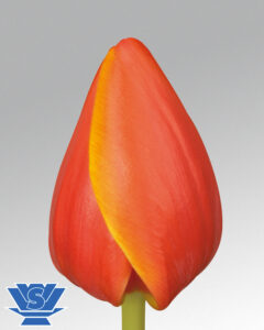 tulip ad rem