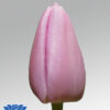 tulip argos