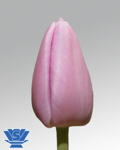 tulip argos