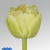 tulip avant garde