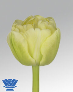 tulip avant garde