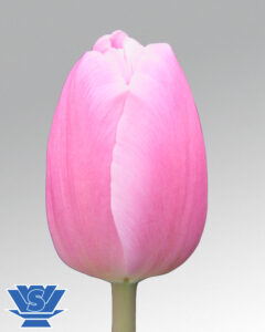 tulip barcelona beauty