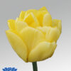 tulip cadenza