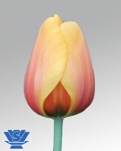tulip cash