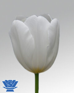 tulip clearwater