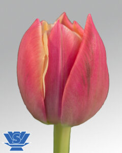 tulip columbus