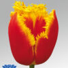 tulip davenport