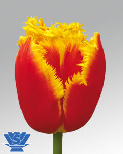 tulip davenport