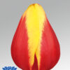 tulip denmark