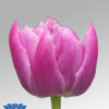 tulip double price