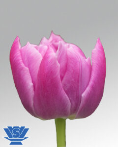 tulip double price