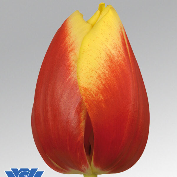 tulip dow jones