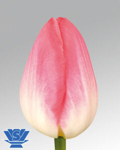 tulip dynasty