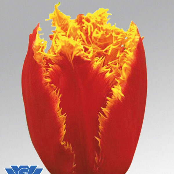 tulip fabio