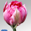 tulip flashpoint