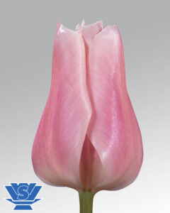 tulip gabriella