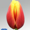 tulip hennie van der most