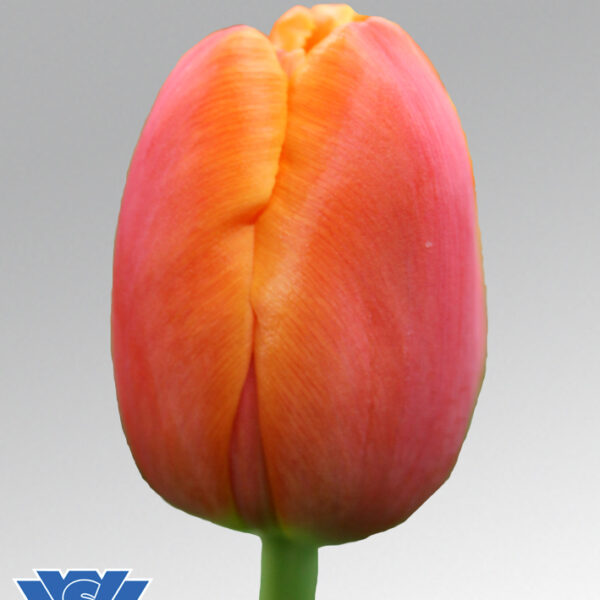 tulip icoon