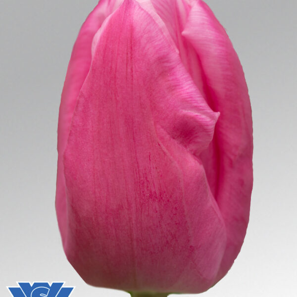 tulip jumbo pink