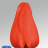 tulip lalibela