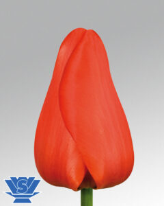 tulip lalibela