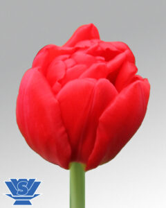 tulip largo