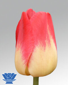 Tulip Match