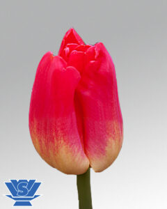 tulip match