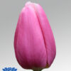 tulip milkschake
