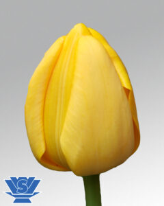 tulip novi sun