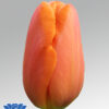 tulip orange juice