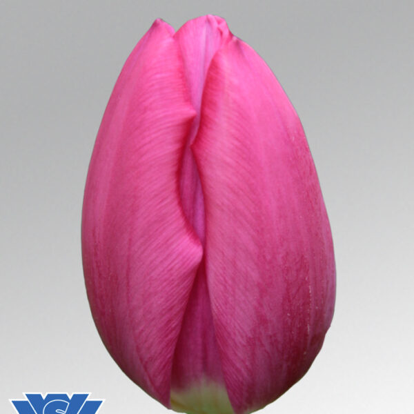Tulip pink ardour