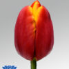 tulip powerplay