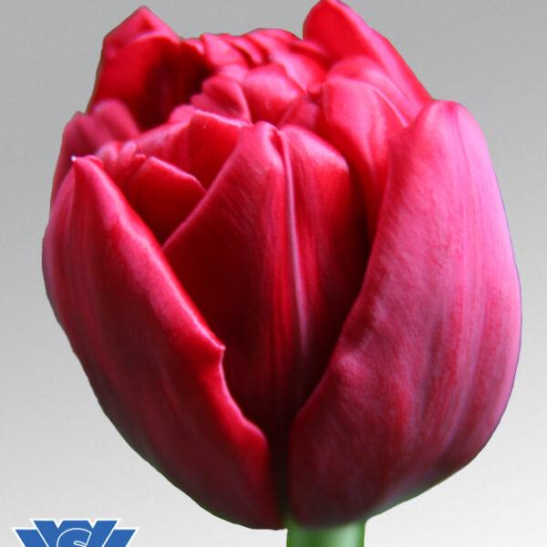 tulip presto