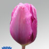 tulip purple cloud