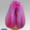 tulip purple eye