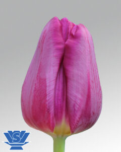 tulip purple eye