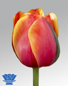 tulip queensday