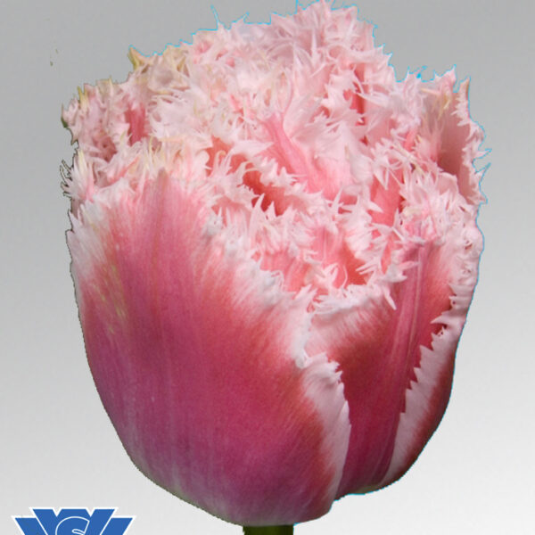 tulip queensland