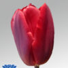 tulip red gold