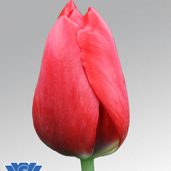 tulip red power