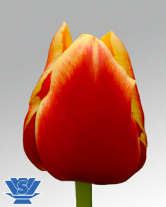 tulip replay